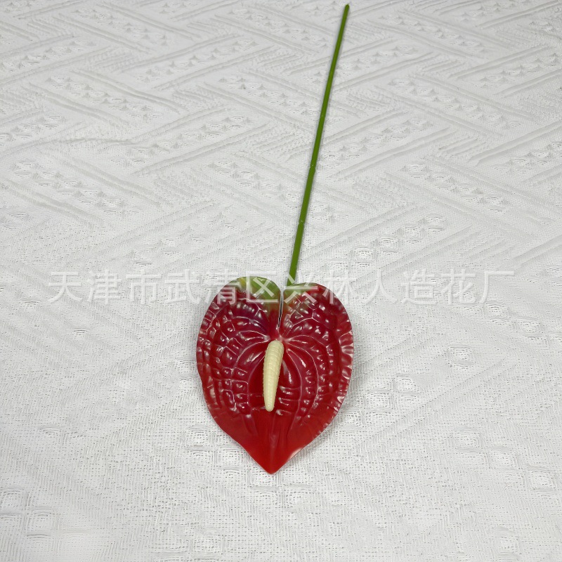안스리움 6
