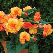 进口大花皱瓣球根四季海棠种子室外阳台盆栽花卉播种开花花种籽子