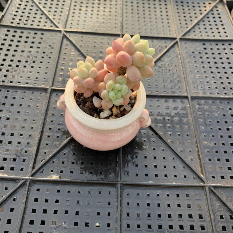 小さな多肉植物、超かわいい、貴重で希少な親指鉢、ミニ鉢植え、鉢付き多肉植物鉢植え、小さな古い支柱|undefined