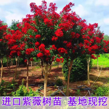 ��ޱ������e��ͥԺ���ռt��������ֲ�������·�ļ��G���L������