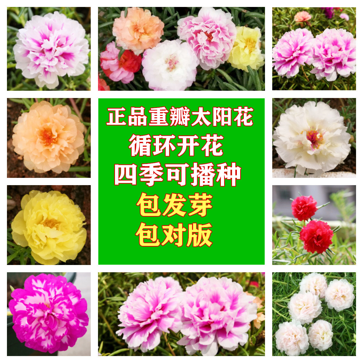 重瓣太阳花种子混色四季播种松叶牡丹花种子室内阳台盆栽易活花籽-阿里巴巴