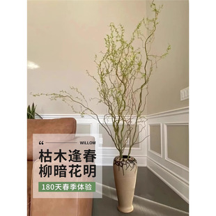 Dragon Willow Fresh Branch Hydroponic Plants Are Easy to Grow Indoors in All Seasons. Living Room Prosperous House Green Plants Flower Potted Snow Willow with Buds