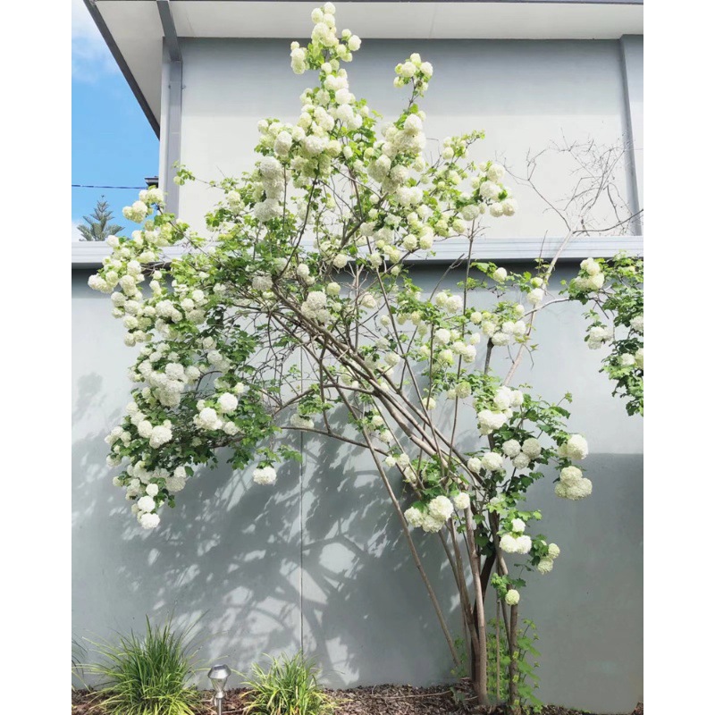 麻叶绣球中华木绣球丛生麻球盆栽日本雪球荚蒾庭院大花斗球树苗木