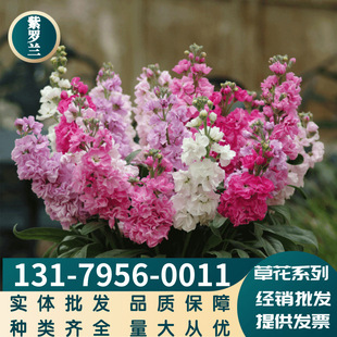 Herbal Florals, Yellow Violet Seeds, Violet Varieties, Complete Range, Large Quantity, Favorable Price, Available on Cash on Delivery