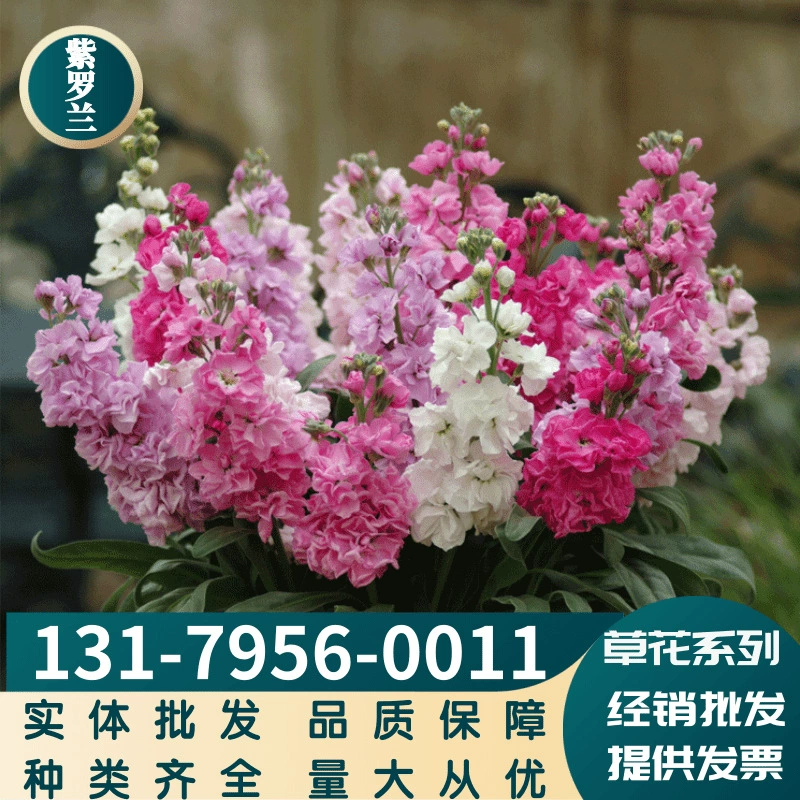 Травянистые цветы желтой фиалки семена фиалки сорта в комплекте крупные Выгодно в наличии наложенный