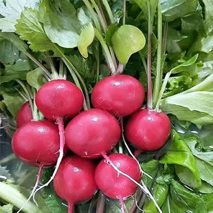 Cherry Radish Seeds Fruit Radish Melon Fruit Seeds Balcony Four Seasons Potted Planting Vegetable Seeds