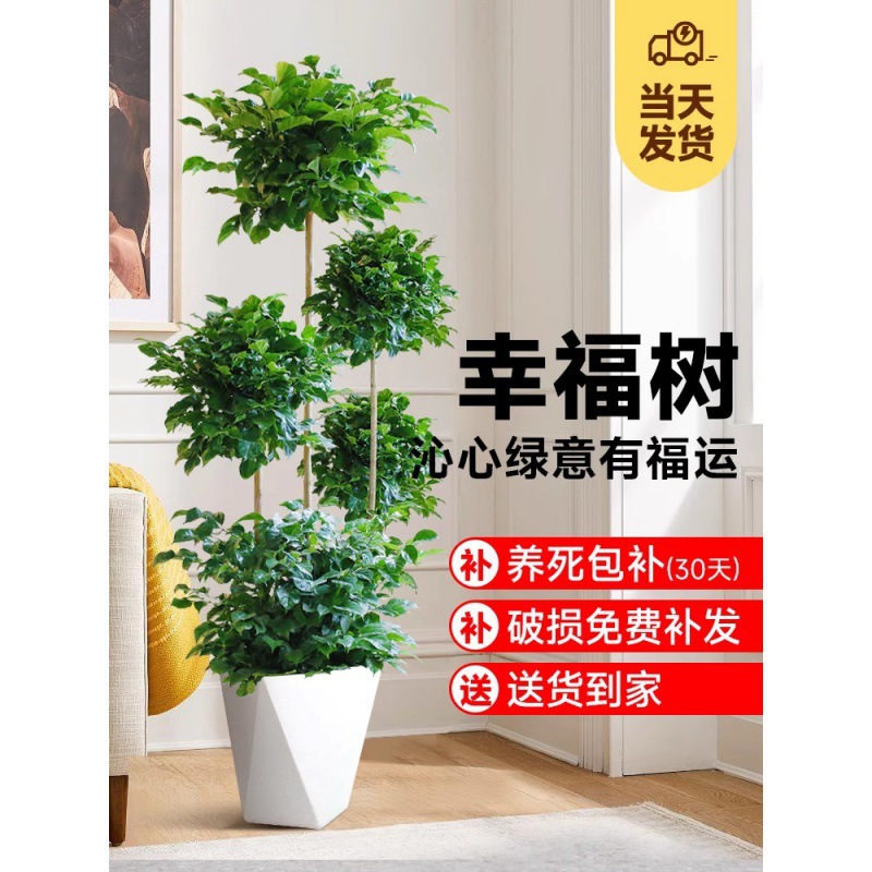 幸福树客厅盆栽大型老桩绿植物室内平安树盆景吸甲醛旺宅真花好养