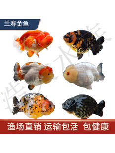 �m�۽��~�^�p�~���w��ˮ�ͻ��~��t���廨���úډ��m���粨椺��B