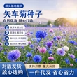 耐寒绿化播种开花花籽