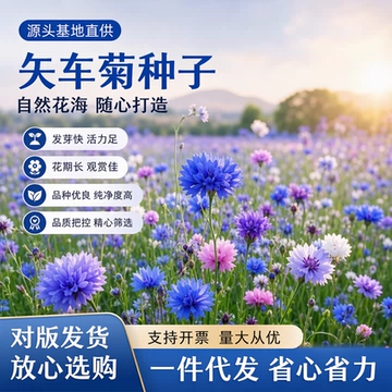 矢车菊花种子蓝色耐寒花籽工程绿化四季播种开花庭院阳台室外花籽