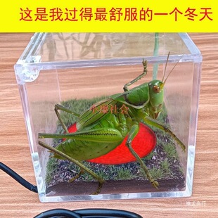 Winter Insulation Box for Grasshoppers, Constant Temperature Tank for Chirping Insects, Constant Temperature Box, Insulation and Landscaping Ecological Box, Pet Tank for Winter
