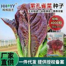现货紫孔雀菜种子四季速生甜脆紫红油麦孔雀菜罗马生菜孑菜园种子