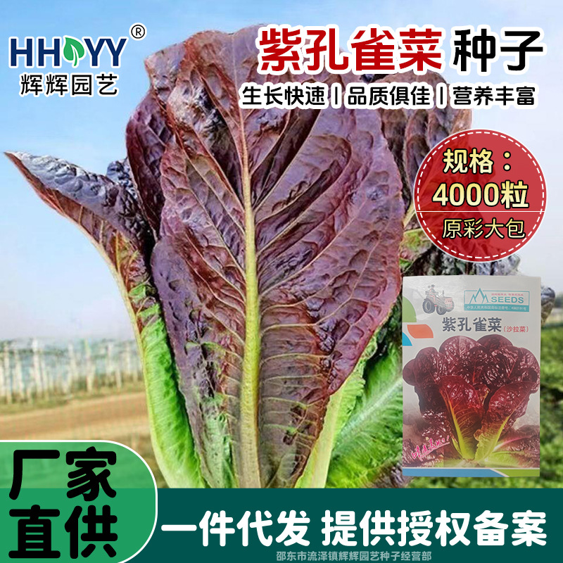 现货紫孔雀菜种子四季速生甜脆紫红油麦孔雀菜罗马生菜孑菜园种子