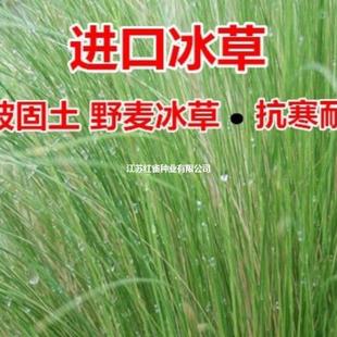 Ice Grass Seeds, Also Known as Wild Wheat, Flat-Tasseled Ice Grass, Feathery Wheatgrass Warm-Season Lawn Seed Pasture