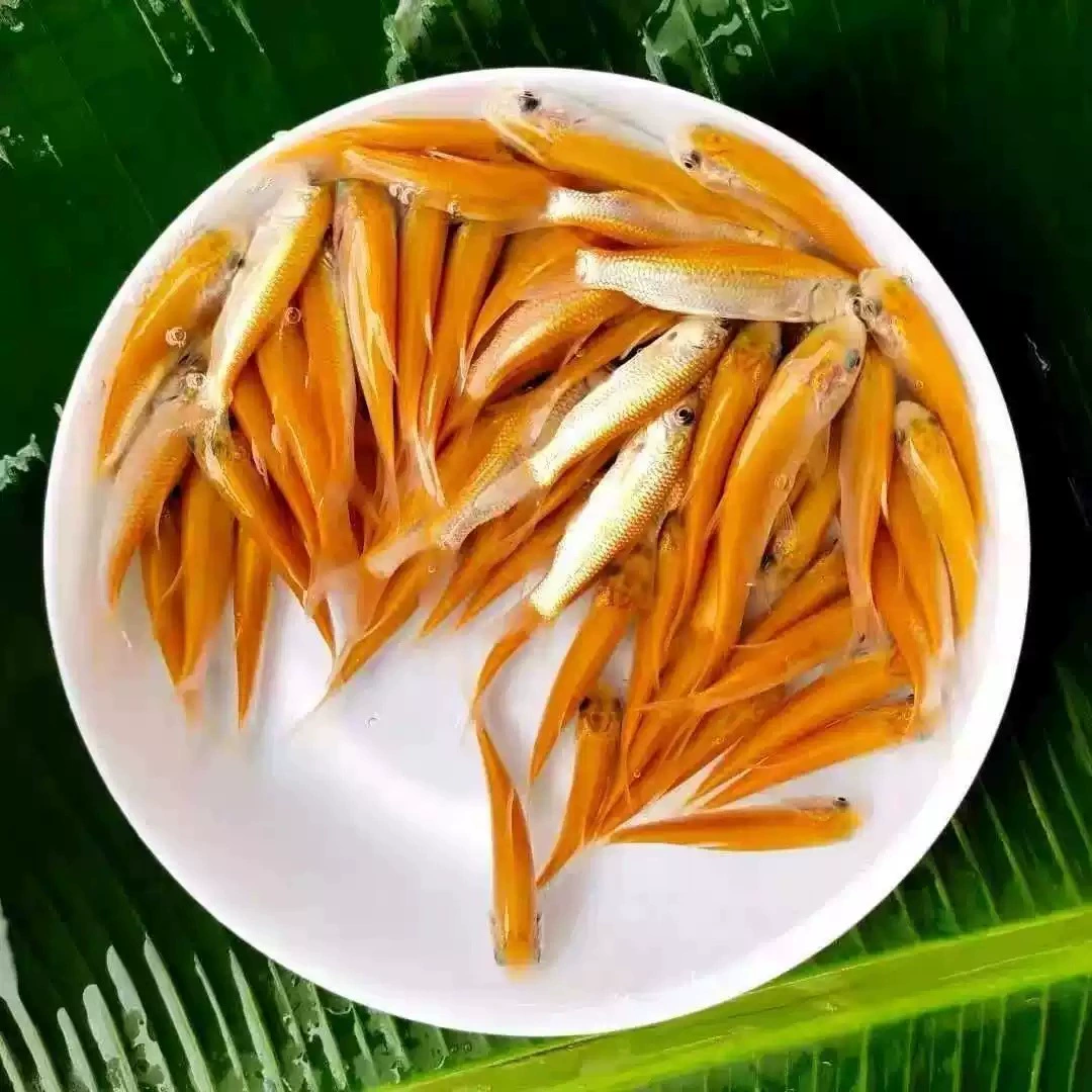 Золотой Grass fry, пресноводное разведение, съедобная холодноводная золотая нить, Anhui красная золотая шелковистая Grass carp, Русская золотая Grass fry