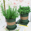 Potted mint Herb lemon Mint Saplings desk Potted plant Mint Rosemary M. buster Potted plant