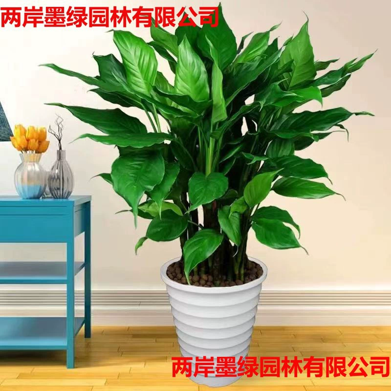 Всегодичные зеленые растения в гидропонных горшках легко содержать в любое время года, вечнозеленые растения, украшения для гостиной в помещении, цветы в горшках.