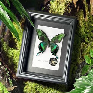Real Butterfly Specimen Photo Frame Classy Wooden Decorative Painting Home Furnishings European Retro Photo Frame Table Birthday Gift