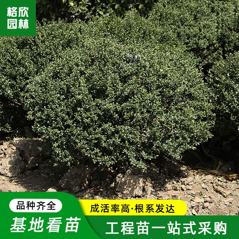 Черепаха Ракушка Холли Рассада Прямая Пакетная Садовая Цветочная Кровать Озеленение Рассада Скоростная Защита Растение Черепаха Ракушка Холли Мяч