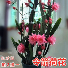 ����ɻ��玧���|��С���ذ����˄��һ��Gֲ���҃��������M�ڻ���