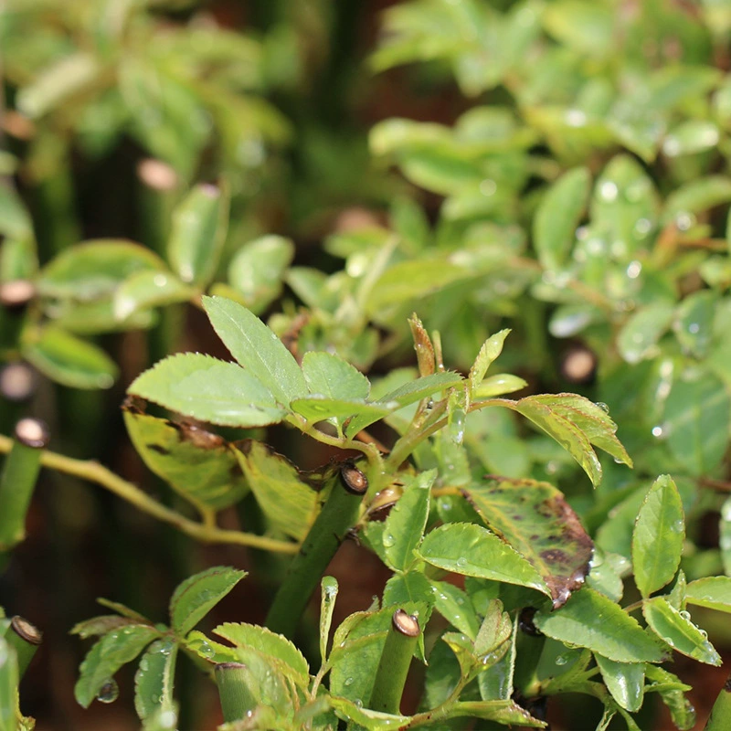 Оптовая продажа многоцветковых саженцев роз Комнатные цветы вьющаяся лоза саженцы роз садовые растения легко выращивать длительный период цветения, чтобы найти