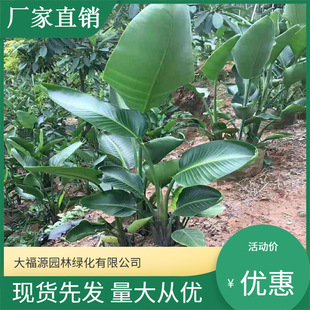 Bird of Paradise Strelitzia Reginae Base Wholesale Self-Produced and Self-Sold Varieties Complete Scenic Landscaping Project Greening Seedlings