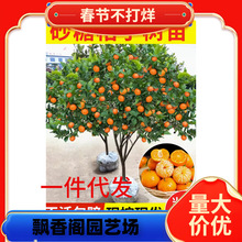 �t���˘���޽Ӑ���28̖������ɰ����38̖���Ә���ͥԺ�̨���Ԙ�