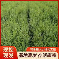 2025 производитель поставляет новые основы для оптовой продажи водяных восковых шариков, корней малого листа лигустиума для ландшафтного дизайна.