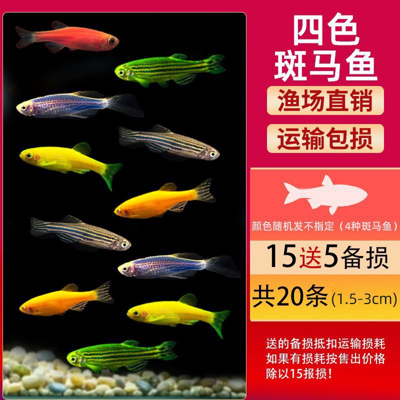 グッピー、フェニックステール、淡水、繁殖しやすく、育てやすい、純種のランプ科の小型熱帯魚観賞魚の稚魚|undefined