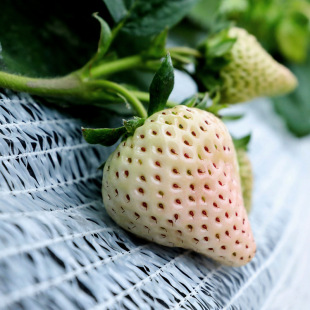 ͲݮNļײݮN߲˷Nݼt̨ͥNֲ