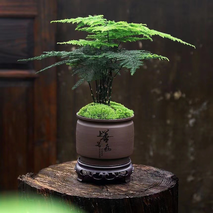 【高品质】【上善若水+青苔+底座】肥料