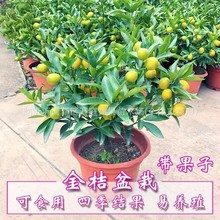 ۘԎʳôƤļӘ҃ȿ͏dͥԺֲ