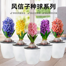 风信子种球水养土培套餐冬季水培带芽耐寒易活花卉盆栽植物室内花