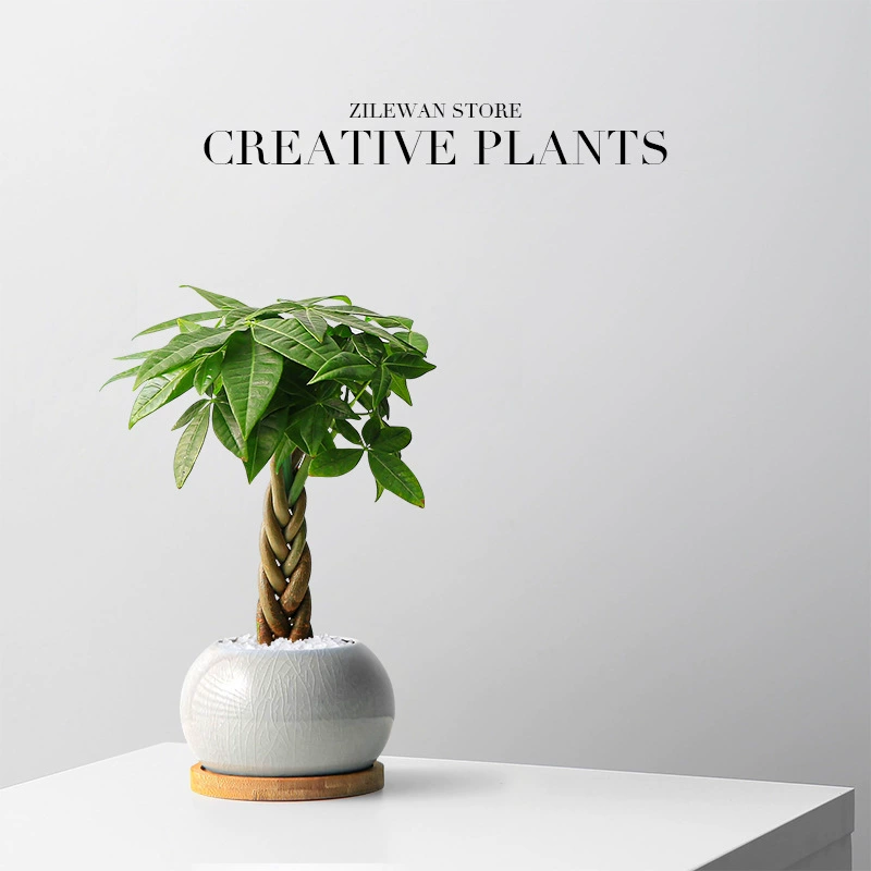 Настольное растение в горшке «Дерево удачи» с пятью благословениями для гостиной в помещении, легко ухаживать в любое время года, офисный бонсай, зеленое растение «Денежное дерево».