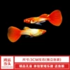 Watermelon Red Lucky Bear 2 pairs to get 1 pair for loss