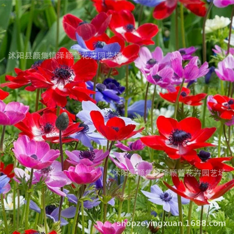 Оптовая луковица семян анемона Голландский импортный зимостойкий четырехсезонный горшечный многолетний цветок корень анемона