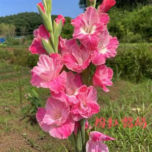 5 Bulbs of Gladiolus Indoor Courtyard Green Plants Four-Season Potted Plants Outdoor