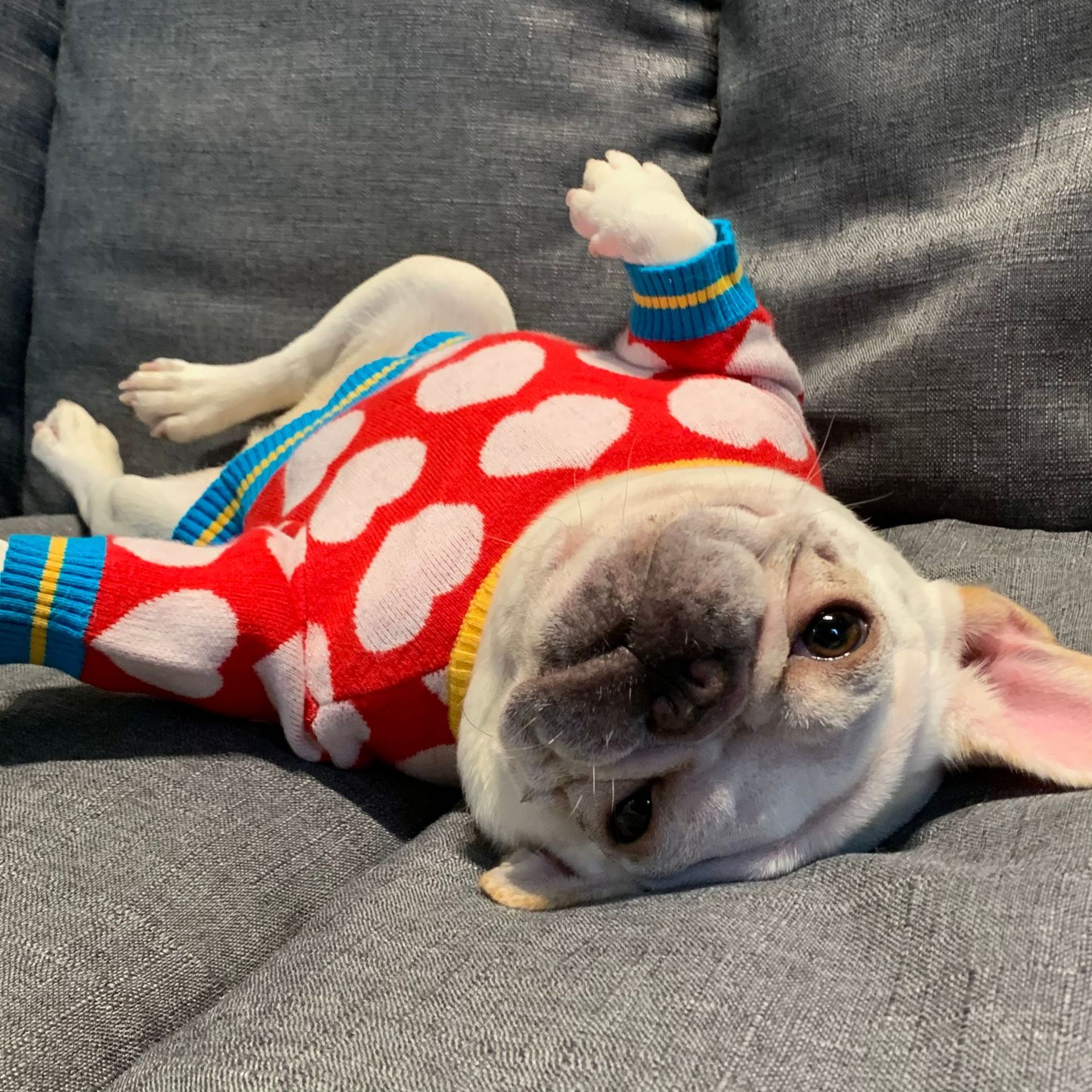 Pet Hoodie Image 5