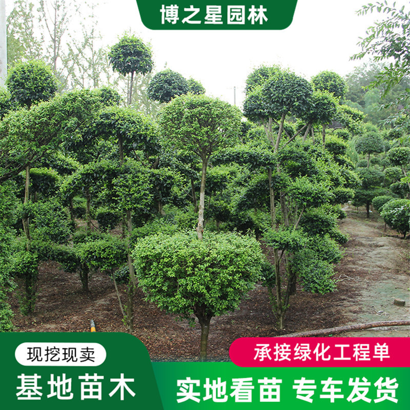 小叶女贞造型树盆景树桩公园景区造景球形树庭院别墅植物小区绿化
