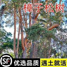 樟子松树种子海拉尔松蒙古赤松西伯利亚松黑河赤松抗寒松树木种籽