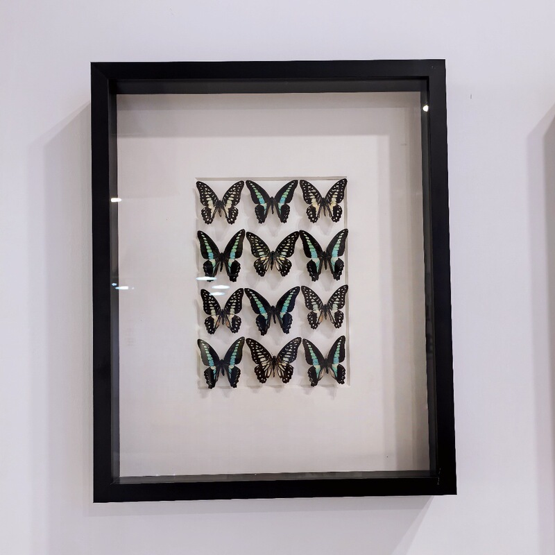 Three-Dimensional Hollow Photo Frame 5cm Deep Black High-Transparency Glass Butterfly Specimen DIY Framing Museum Display Frame Empty Frame Three-Dimensional Hollow Photo Frame 5cm Deep Black High-Transparency Glass Butterfly Specimen DIY Framing Museum Display Frame Empty Frame