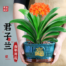 特级大盆君子兰盆栽室内名贵绿植圆头和尚好养四季常绿净化空气