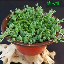 盆栽;乔木;花盆容器