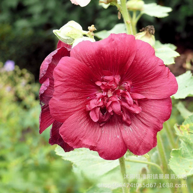 Семена подсолнечника садового озеленения