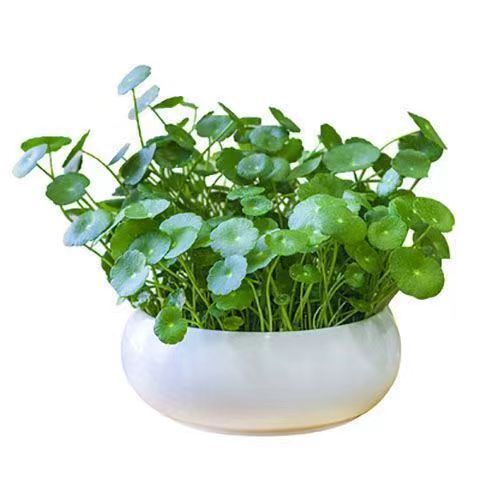 흰자기 세면대 + 잎이 있는 동화풀 + 과립비료 세트