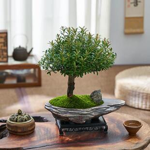 Small-Leaf Red Nan Bonsai Old Stump Shaped Potted Plant, Evergreen Indoor Air Purifying Desktop Coffee Table, Easy to Maintain Green Plants