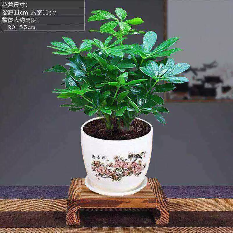 Зеленые комнатные цветы в горшках для гостиной, денежное дерево, семилепестковый лотос, денежное дерево, дерево утиных лап, бесплатная доставка