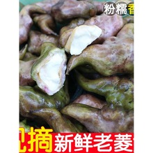 菱角新鲜生现摘老菱角菜粉糯棱角凌角肉即食野生莲角菱果麟角凌角