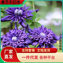 �����F��ɏ��������ֲ�������̨ͥԺ�����������҃��⻨�@�Gֲ��