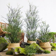 仿真光棍树火焰木大戟科多肉庭院造景植物盆栽热带沙生植物珊瑚树